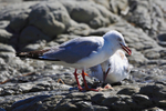 Silver Gull portfolio