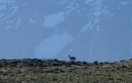 Guanaco
