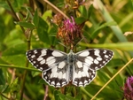 Marbled White