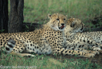Cheetahs near the Mara river