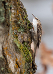 Treecreeper