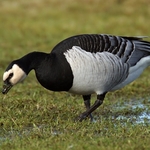 Barnacle Goose