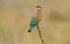 Indian Roller