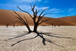 Camel Thorn Trees of Deadvlei - Namib Desert - III