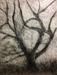 Wild Wood Drawing 7 56cm x 76cm Graphite on Paper