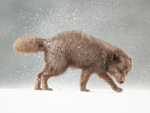 Arctic Fox snow shake side view (frame 3), Hornstrandir, Iceland