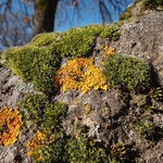 Moss and lichen community on volcanic rocks with yellow lichen  (Xantheria aureola) and green cushions of Capillary Thread-moss  (Bryum capillare)