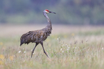 Bedraggled Sandhill Crane (adult) walking, Harns Marsh, Florida