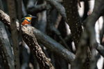American Pygmy Kingfisher (female), Sierpe River, Costa Rica