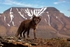 Arctic Fox 3261