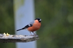 Bullfinch