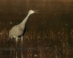 Sandhill Crane calling, South Pond, Bosque del Apache, New Mexico