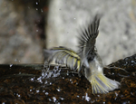Golden-crowned Kinglet