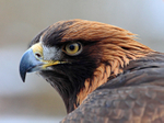 Golden Eagle portfolio