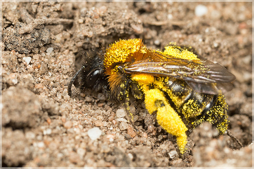 Pollen-laden [i]Andrena bicolor[/i] female, investigating a nest hole. Staffordshire garden, April 2015.