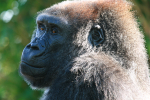 Gorilla   _AN075
