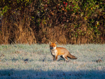 Red Fox