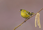 Siskin - Carduelis spinus