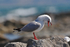 Silver Gull calling, New Zealand