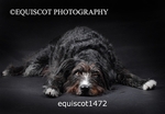 equiscot1472