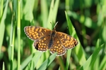 Heath Fritillary