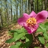 Paeonia mascula (Male Peony)