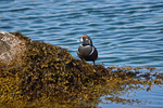 Harlequin Duck