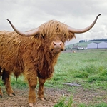 Highland cattle