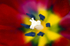 Flower - 6459