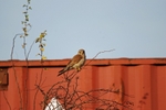 Kestrel