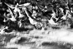 Flock of Seagulls