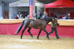 SBM_04106