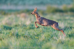 Roe Deer (Capreolus capreolus) leaping