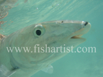 Bonefish Photo - Frightened Eye.
