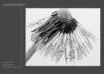 Dandilion drops