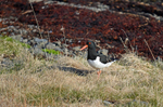 Oystercatcher