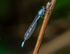 Common Blue Damselfly