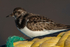 Turnstone