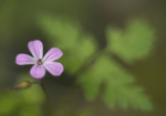 Herb Robert, Mynydd Llandygai
