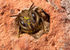 O. leaiana (f)