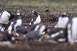 Brown Skua lurking by Gentoo Penguin colony, Falklands