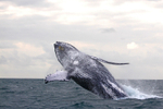 IMG_9240 Gabon