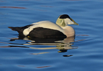 Eider