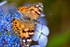 Painted Lady Butterfly - DSC_4653