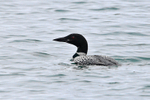 Great Northern Diver (breeding plumage) off Bishops Beach