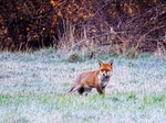 Red Fox