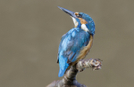 Male Kingfisher