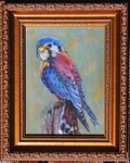 American Kestrel