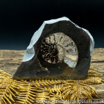 Cut & Polished Whitby Ammonite 055