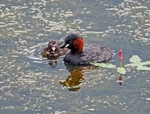 Little Grebe and juvenile